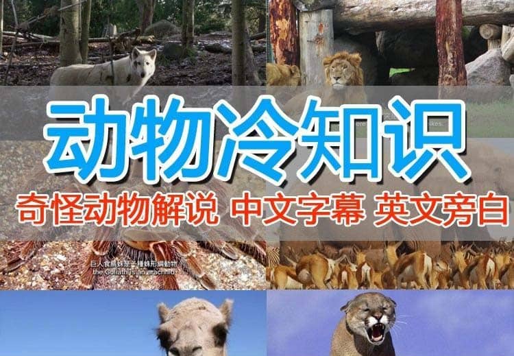 外面卖1699的国外纪录片解说（动物解说、美食、动画片）稳过中视频聚合网创-网创项目资源站-副业项目-创业项目-搞钱项目聚合网创
